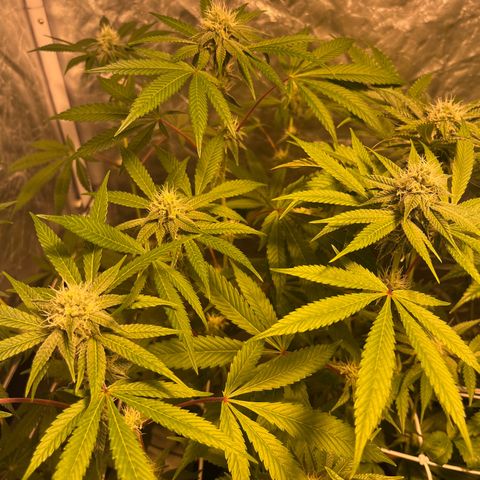 Soju growlog timeline photo