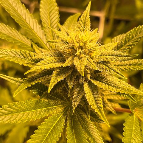 Sticky glue growlog timeline photo