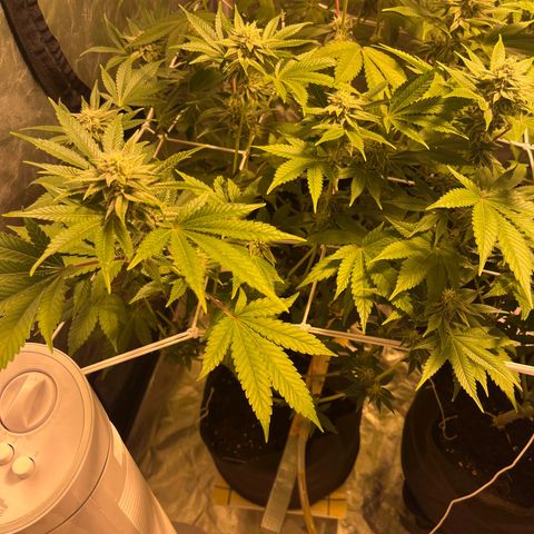 Sticky glue growlog timeline photo
