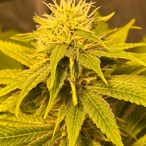 Purple Zkittlez RBX growlog timeline photo