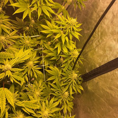 Purple Zkittlez RBX growlog timeline photo