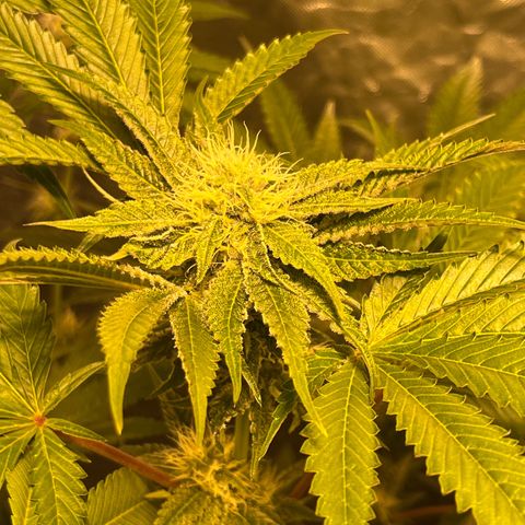 Funkfetti growlog timeline photo
