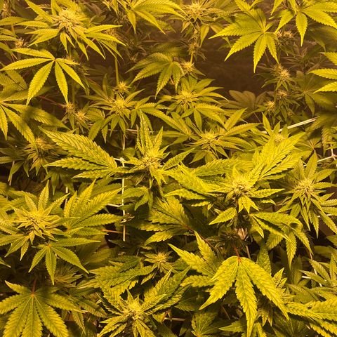 Funkfetti growlog timeline photo