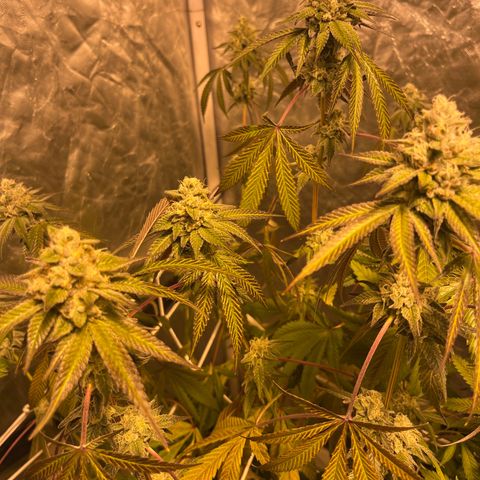 Soju growlog timeline photo