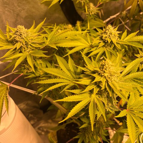 Sticky glue growlog timeline photo