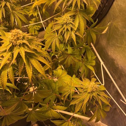 Purple Zkittlez RBX growlog timeline photo