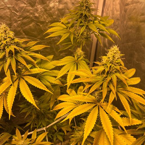 Purple Zkittlez RBX growlog timeline photo