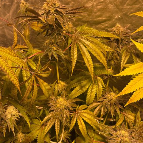 Funkfetti growlog timeline photo