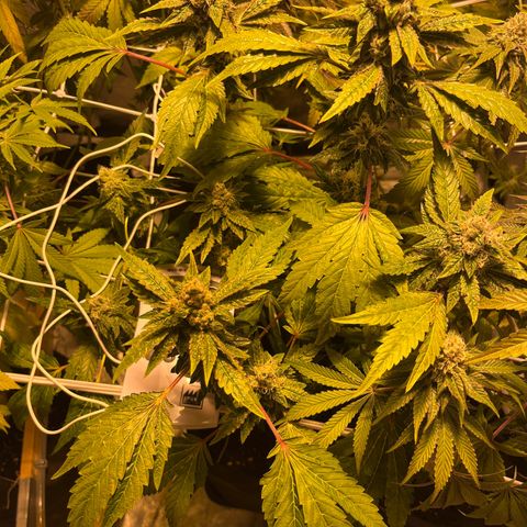 Funkfetti growlog timeline photo