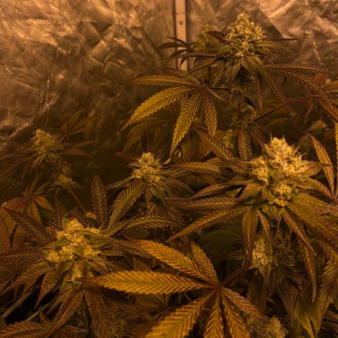 Soju growlog timeline photo