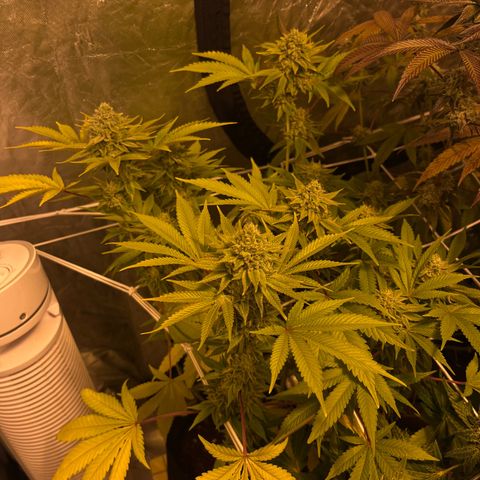 Sticky glue growlog timeline photo
