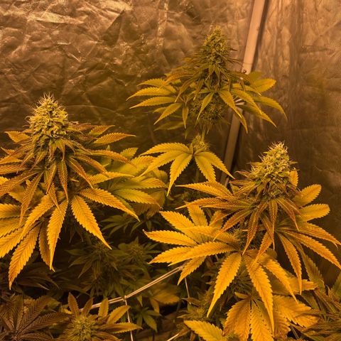 Purple Zkittlez RBX growlog timeline photo