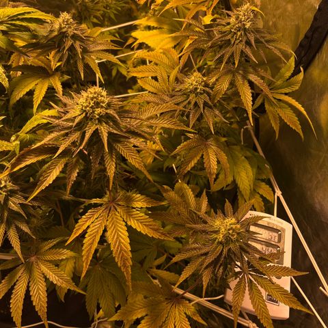 Purple Zkittlez RBX growlog timeline photo