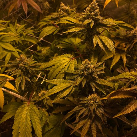 Funkfetti growlog timeline photo