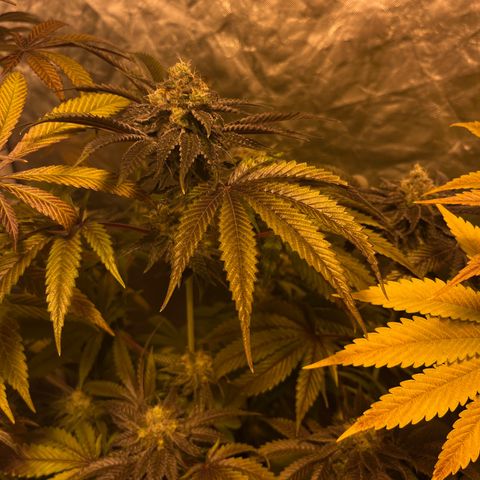 Funkfetti growlog timeline photo