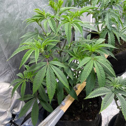 High society  growlog timeline photo