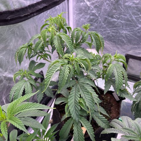 Cherry Bang Bang growlog timeline photo
