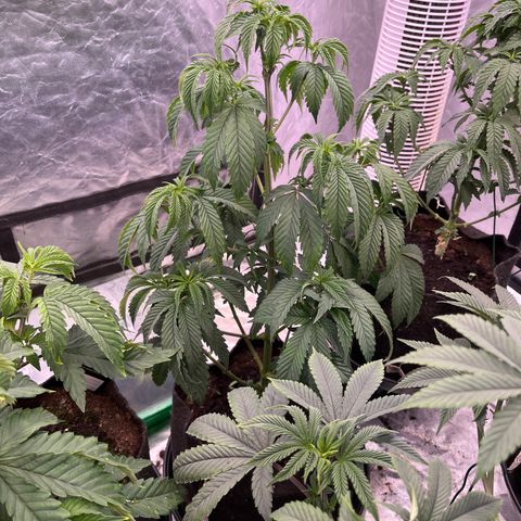 Splitz growlog timeline photo