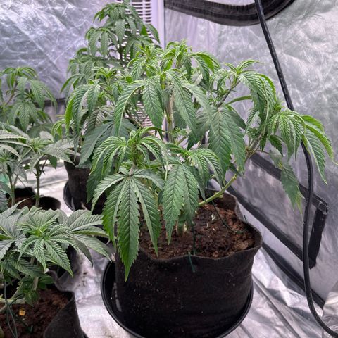 100K growlog timeline photo