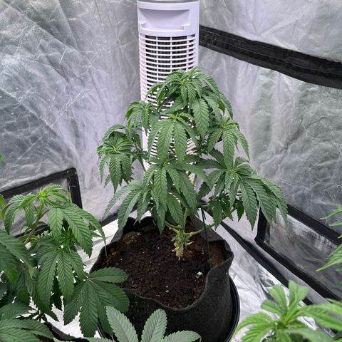 Blood Honey growlog timeline photo