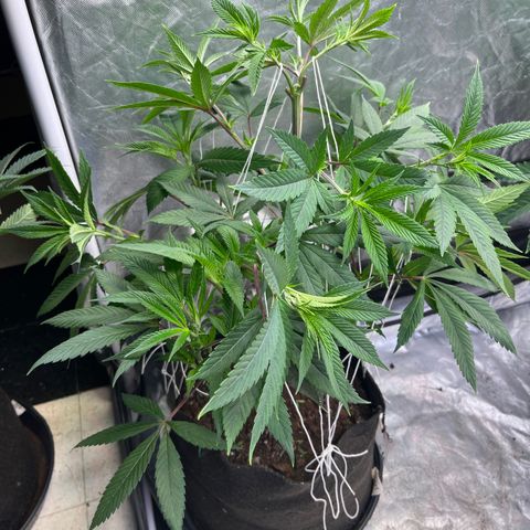 High society  growlog timeline photo
