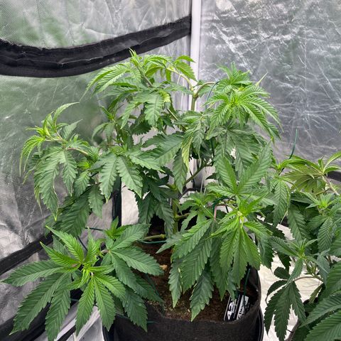 Cherry Bang Bang growlog timeline photo
