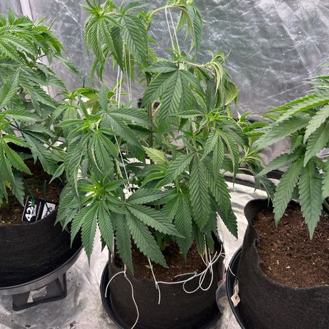 Splitz growlog timeline photo