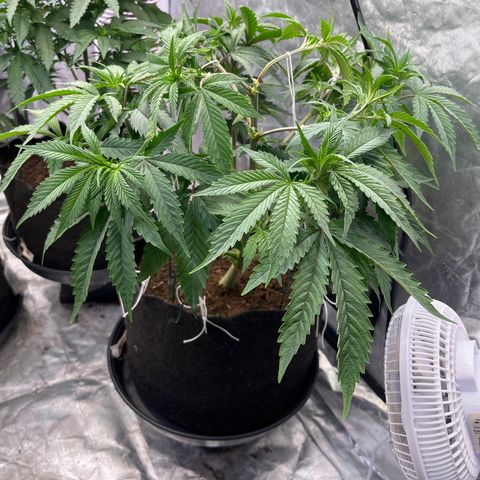 100K growlog timeline photo
