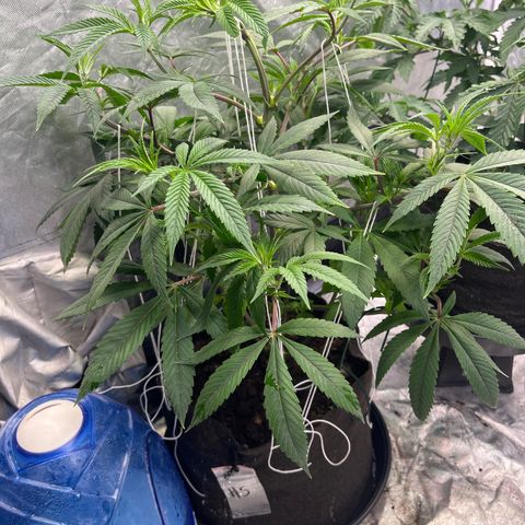 High society  growlog timeline photo