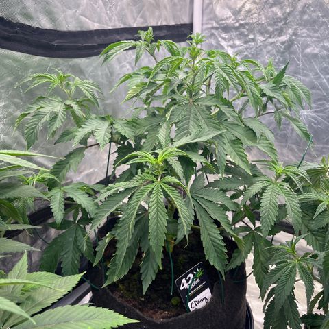 Cherry Bang Bang growlog timeline photo