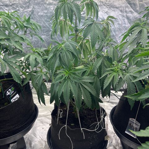 Splitz growlog timeline photo