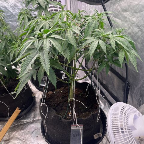 100K growlog timeline photo