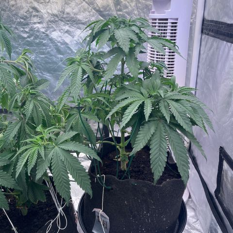Blood Honey growlog timeline photo