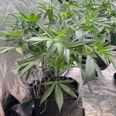 High society  growlog timeline photo
