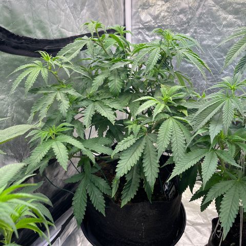 Cherry Bang Bang growlog timeline photo