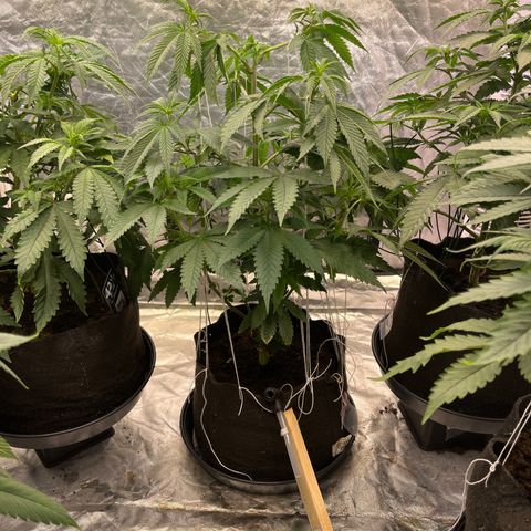 Splitz growlog timeline photo