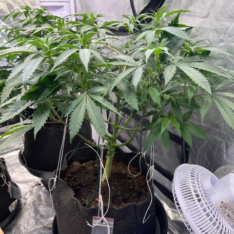 100K growlog timeline photo