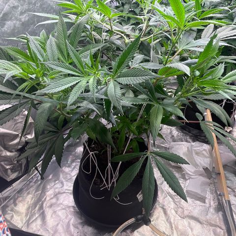 High society  growlog timeline photo