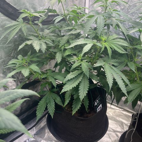 Cherry Bang Bang growlog timeline photo