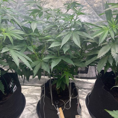Splitz growlog timeline photo