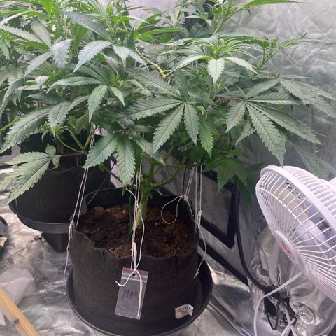 100K growlog timeline photo