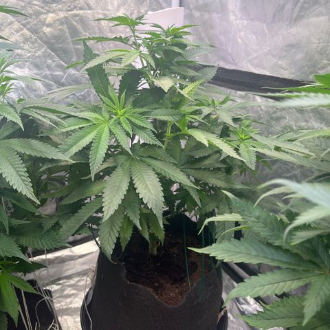 Blood Honey growlog timeline photo