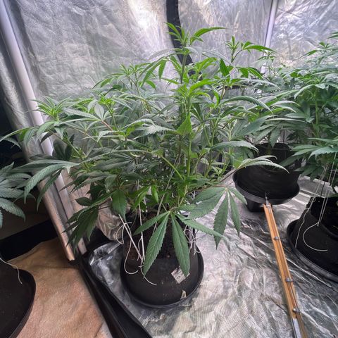 High society  growlog timeline photo