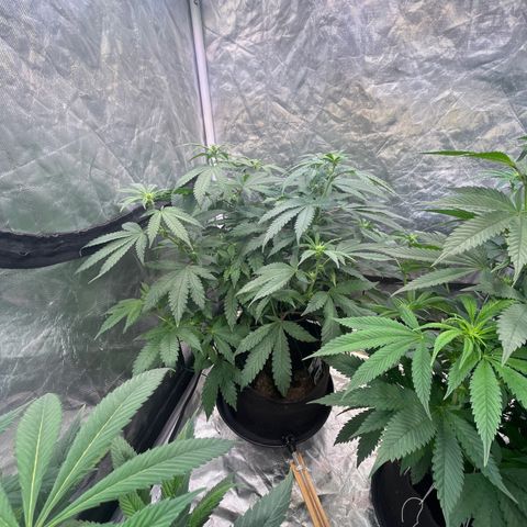 Cherry Bang Bang growlog timeline photo