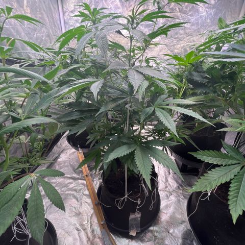 Splitz growlog timeline photo