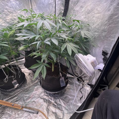 100K growlog timeline photo