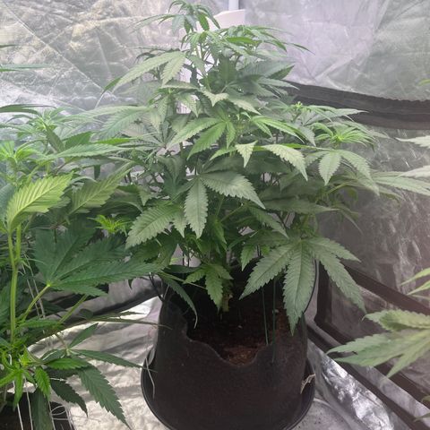Blood Honey growlog timeline photo