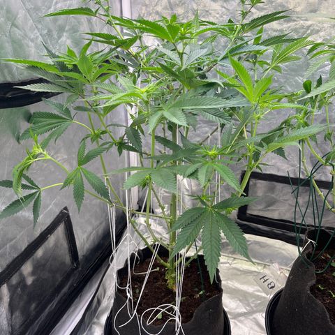 Splitz growlog timeline photo