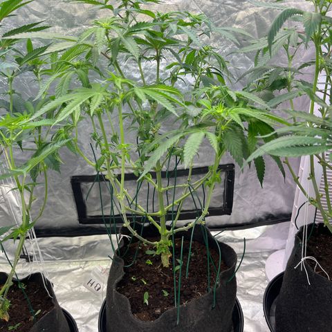 Blood Honey growlog timeline photo
