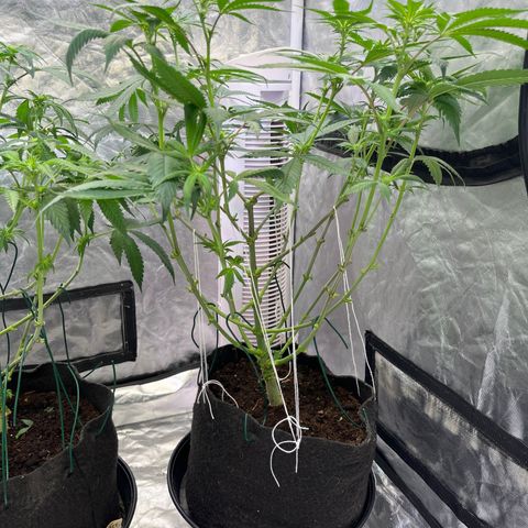 100K growlog timeline photo